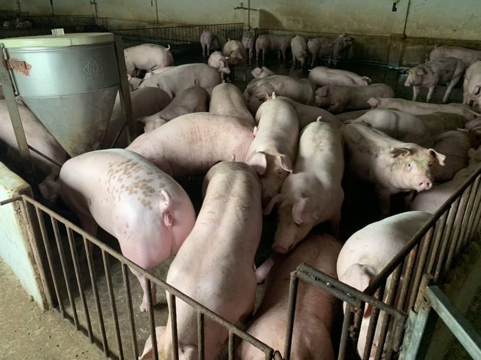 Giá heo hơi ngày 12/2/2023: Biến động 1.000 - 2.000 đồng/kg